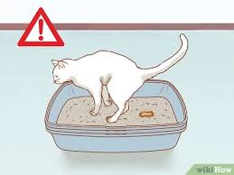And leiomyomas, adenomatous polyps, and adenomas (benign). How To Diagnose The Cause Of A Swollen Abdomen In Cats 10 Steps