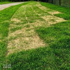 After the sod is installed the initial watering should soak the sod and hydrate the soil below many inches. How To Care For New Sod A Beginner S Guide
