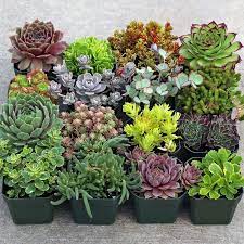 We typically offer online sales when the greenhouse is closed. Hardy Succulent Sample Collection Large 16 Succulents Growing Succulents Planting Succulents