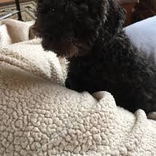 Maybe you would like to learn more about one of these? Family Pet Veterinary Center Veterinarians 1326 Sunset Dr Norwalk Ia Phone Number