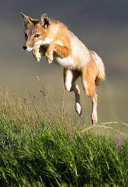 Swift Fox Foxes Friends Swift Fox Fox Animals Beautiful