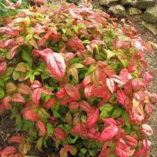 The plant looks like bamboo in its lightly branched this means that they spread slowly by underground stems to form small colonies. Nandina Domestica Nana Australian Plants Online