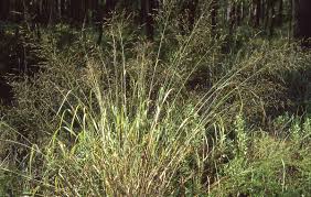Image result for Panicum nervatum