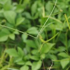 Image result for Paspalum conjugatum