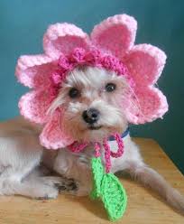Pin On Dog Hats