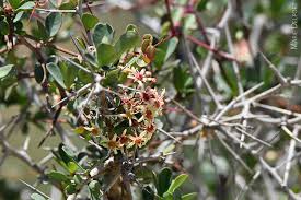 Image result for Putterlickia