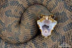 Water Moccasin A Venomous Snake And Species Of Pit Viper Found In The Southeastern United States Also Called Cottonmouth Poisonous Snakes Snake Snake Venom