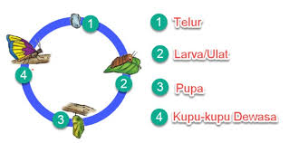 Daur hidup kupu kupu yaitu dari telur kupu kupu yang menetas, kemudian tumbuh memasuki tahap larva, berkembang menjadi pupa atau kepompong, selanjutnya pupa berubah menjadi kupu dewasa yang kemudian kawin dan menghasilkan kupu kupu generasi yang baru dengan siklus sama yang. Kunci Jawaban Bacaan Acuan Daur Hidup Beberapa Binatang