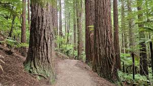 Image result for Scolopia stolzii