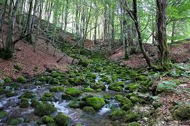 Maybe you would like to learn more about one of these? Forest Torrent Nature Water Trees Tree Land Plant Tranquility Beauty In Nature Pxfuel