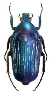 Ptychodesthes Gratiosa F Cyanea Salon Insects Flying Insects Et Beetle Insect
