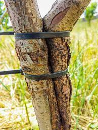 The shoots/twigs/branches of my apple tree are dying back. The Best Way To Mend Broken Branches In Fruit Trees