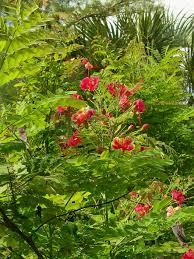 This showy desert bloomer is spectacular. Pride Of Barbados Dwarf Poinciana Small Tree For Small Spaces Treasure Coast