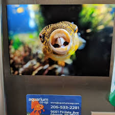 Found This On Our Fridge The Other Day Jimmygimbal Made It How Cool Is That Mbupuffer Freshwaterpuffer Pu How Do Magnets Work Puffer Fish Cool Stuff