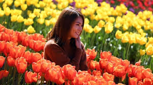 Jenis bunga yang di tanam di taman bunga keukenhof ini antara lain tulip, sakura, anggrek, mawar. Yuk Tiru Cara Belanda Lindungi Bunga Tulip Dari Selfie Wisatawan Kumparan Com