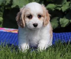 If you are looking for experienced cavachon breeders, visit the monarchy today. Cavachon Puppy For Sale Adoption Rescue For Sale In Millersburg Ohio Classified Americanlisted Com