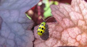 When spider bites do occur, it usually is in response to being. Pest Management In The Garden Morning Ag Clips