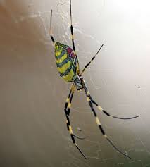 Spider Insetti Artropodi Ragni