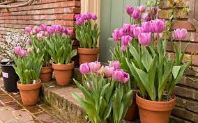 Learn How To Plant Tulip Bulbs In Containers Garden Lovers Club Planting Bulbs Growing Tulips Planting Tulips