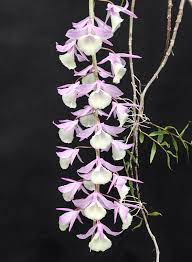 Dendrobium Pierardii Ch 16703 Orchids By Hausermann Orchids Blue Orchids