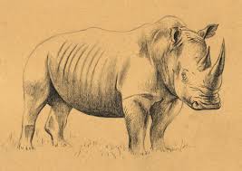 In cute chibi animals, popular instagram artist phoebe im (@bobblejot) teaches you the art of chibi, step by adorable step. How To Draw A Rhino With Charcoal And Chalk