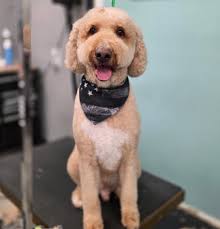 🌧️ Rain, rain, don't wash the glam away! 🐾💦 A few pups decided to stay  cozy today, which means we've got some last-minute grooming openings! 🎉  Don't let a little drizzle stop