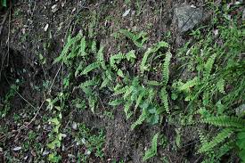 Image result for Adiantum incisum