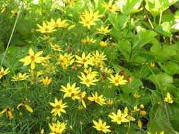 Season End Sale Threadleaf Coreopsis Seeds Coreopsis Etsy Grow Wildflowers Coreopsis Moonbeam Seasons