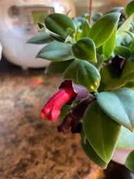 Image result for Bulbophyllum rugosibulbum