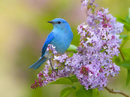 Maybe you would like to learn more about one of these? 44 Wallpaper Birds And Flowers On Wallpapersafari