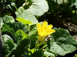 Check spelling or type a new query. What Does Pumpkin Flower Look Like Male Vs Female Difference Florgeous