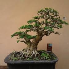 Jenis tanaman yang masuk ke dalam tanaman hias tahan panas pun sangat banyak, mulai dari tanaman hias lili paris, lidah mertua, kaktus, beringin dan lain sebagainya. Jenis Tanaman Hias Batang Bibit Online