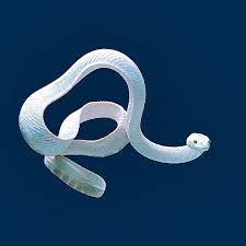 Pin By Johnathan Napier On Nature Sea Snake Albino Animals Sea Animals