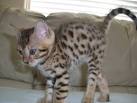 Bengal Kittens for Sale - Adoptapet