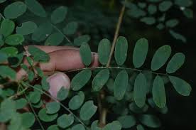 Image result for Ormocarpum