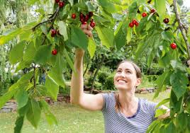 Sie können sich fragen, wann kirschen getrimmt werden sollen. Kirschen Pflucken Tipps Rund Um Die Kirschernte Mein Schoner Garten