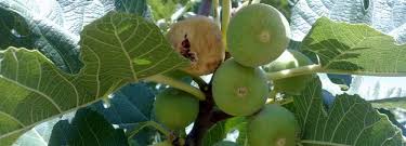 Learning of its processes and functions could lead to further studies in transgenic research and increased agricultural. Fig Mosaic Virus Looms In Estahban Financial Tribune