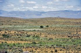 Image result for Plinthus karooicus