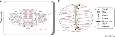 Check spelling or type a new query. A Microtubule Perspective On Plant Cell Division Sciencedirect