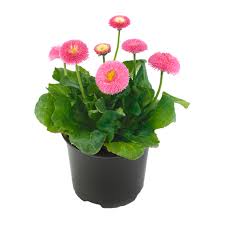 Shop hundreds of colorful perennials perfect for your garden. Bellis Bella Daisy Pink Beekenkamp Plants