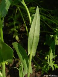 Image result for Fuirena microcarpa