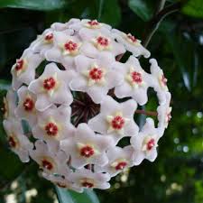 We did not find results for: Flowers That Symbolize Protection A To Z Flowers