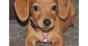 Dogs For Sale In Woodbridge New Jersey Chiweenie Puppies Cute Cats And Dogs Dog Mixes