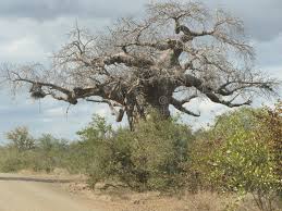 Image result for Malvaceae subfamily Bombacoideae