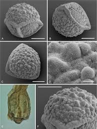 Image result for Isoetes schweinfurthii