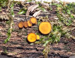 Image result for Chlorosplenium chlora