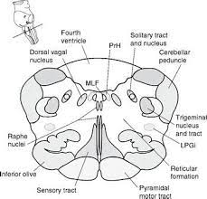 Brainstem nuclei involved in the control of mandibular movements in rats. Bookbrain Stem Nuclei Bookbrain Stem Nuclei 3d Brain This Video Was Produced General Somatosensory Nuclei Or Trigeminal Nuclei Dedekfcbarcelona