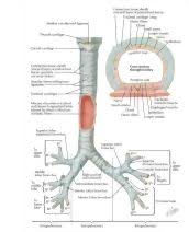 Structure Of The Trachea And Major Bronchi