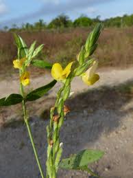 Image result for Zornia setosa