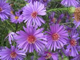 Aster Flowers For Rickey26 30 Pieces Flower Desktop Wallpaper Aster Flower Buy Flowers Online